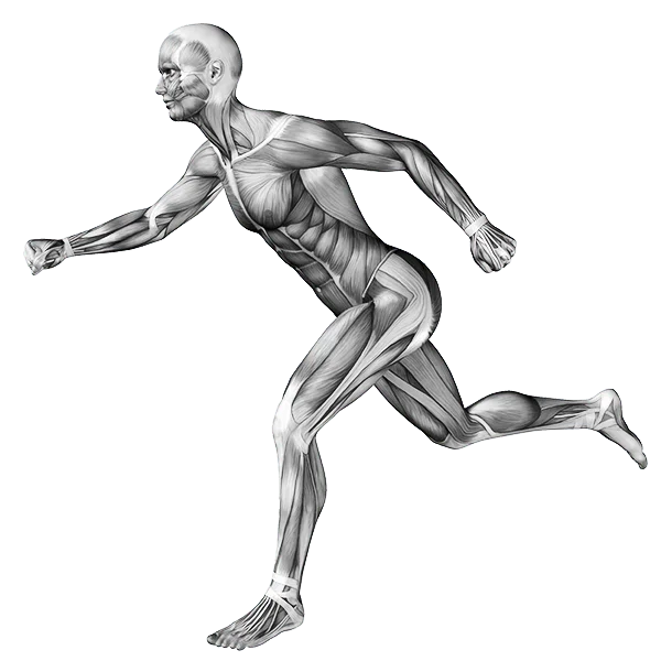 Anatomical figure highlighting the areas of the body we treat: wrist, knee, ankle, shoulder, elbow, low back, hip and feet