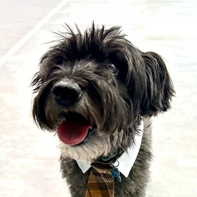 A headshot photo of Oscar, a fluffy dog